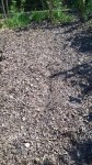 L'emplacement en sortis d'hiver.<br />Avant de tracer les sillons,j'ai retirer le reste de feuilles mortes,il en restait pas plus d'un ou 2 centimètre.<br />J'ai retiré une brouette de feuille morte pour 30 m2 alors qu'à l'automne avait été déposé environ 30 cm de feuilles.