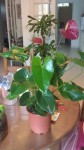 L'anthurium dans sa globalité