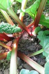 rhubarbe qui pousse int.jpg