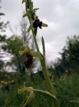 IMG_20150427_181518_1024.jpg