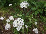 DSCF2080.jpg
