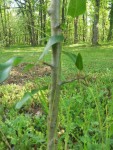 20150502_105041.jpg