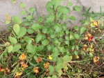 DSCF2081.jpg