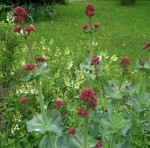 fleur émilie.JPG