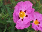 P4250075V1.jpg