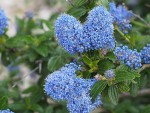 P4250068V1.jpg