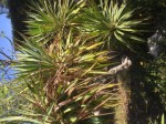 20150502 Plantes Jardin côté rue Famille palmier 01_01_427x320.jpg