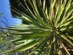 20150502 Plantes Jardin côté rue Famille palmier 01_02 - Copie_427x320.jpg