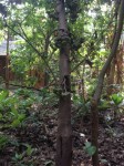 arbre1 2.jpg