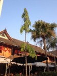 arbre2 2.jpg