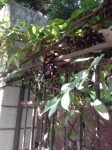 glycine.jpg