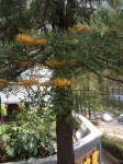 arbre.jpg