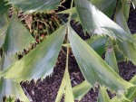 Caryota mitis.JPG