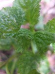 Plante  (1).JPG