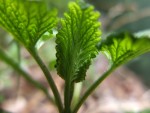 Plante  (2).JPG