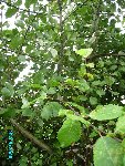 IMGP1588(2.jpg