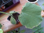 butternut