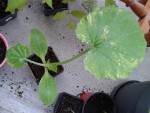 courgette jaune