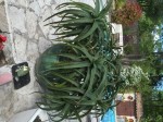 Plante en pot