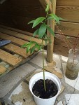 447853image150.jpg