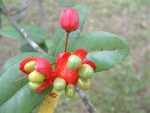 Ochna serrulata (600 x 450).jpg