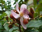 062 Fleur (600 x 450).jpg