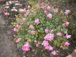 DSCN6124.JPG