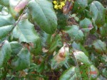 DSC01510.JPG