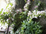 DSCN6115.JPG