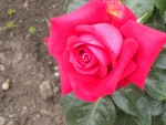 DSCN6112.JPG