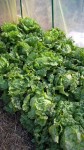 Le tunnel est pour l'instant occupé encore par de très belles salades!!!