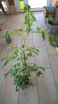 Les pieds de tomates ont étés rempotés et mesurent actuellement plus d'un mètre.<br />Ils attendent sagement dans la véranda la deuxième quinzaine de mai pour être plantés dans le tunnel.