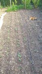 Les haricots ont donc germés mais à cause des fortes pluies,ils ont étés fortement attaqués par les limaces et les rangs sont donc incomplets.