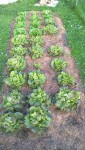 La première série de salades en pleine terre sera prête à manger dans pas très longtemps maintenant.