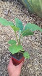 Les aubergines attendent pour l'instant dans la serre la fin du mois de mai pour être plantées dehors.