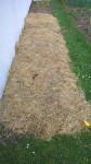 Voici la planche qui va accueillir 4 plants de courgette dans 3 semaines.