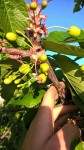 Les cerises sont bien belles mais espéreront qu'il sera possible d'en manger cette années car depuis maintenant 4 ans les jeunes fruits prennent un coup de gel à tout les coup vers les saints de glaces.:(<br />Au passage remarquer le magnifique ciel bleu de ce soir.:)