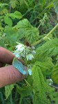 Après avoir débourrés leurs feuilles il y a quelques jours,les framboisiers montrent déjà leurs fleurs!!!