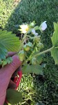 Les fraisiers cultivés en pots nous narguent avec leurs fruits et leurs fleurs!!!
