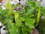 P5060001V1.jpg