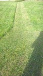 Voici ce que cela donne dans la pelouse,les passages tondus et les bords plus hauts(ils ont étés tondus hier)