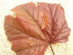 feuilles fendillées