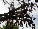 feuilles flétries dès leur apparition