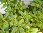 Celui en bon état mais qui présentent plein de petites tâches blanches sur les feuilles (je ne sais pas si ça se voit sur la photo)....