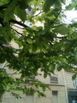 photo (1).JPG
