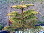 Sapin3.jpg