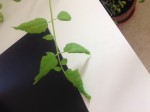 Gros plan sur les feuilles malades