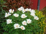 DSC03252.JPG