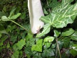 Arum Italica.jpg