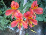 DSCN6150.JPG